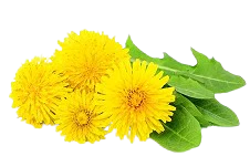 Dandelion Root Extract