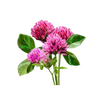 Red Clover